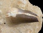 Mosasaur (Prognathodon) Tooth In Rock - Cyber Monday Deal! #39519-1